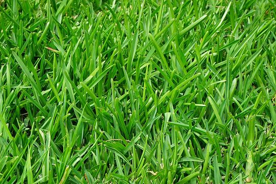 grass-375586_150.jpg