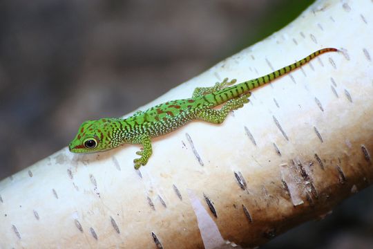 gecko-baby-4763045_150.jpg